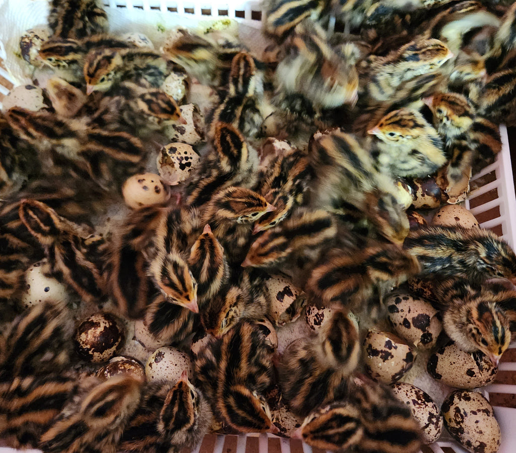Jumbo Brown Hatching Eggs (Dozen)