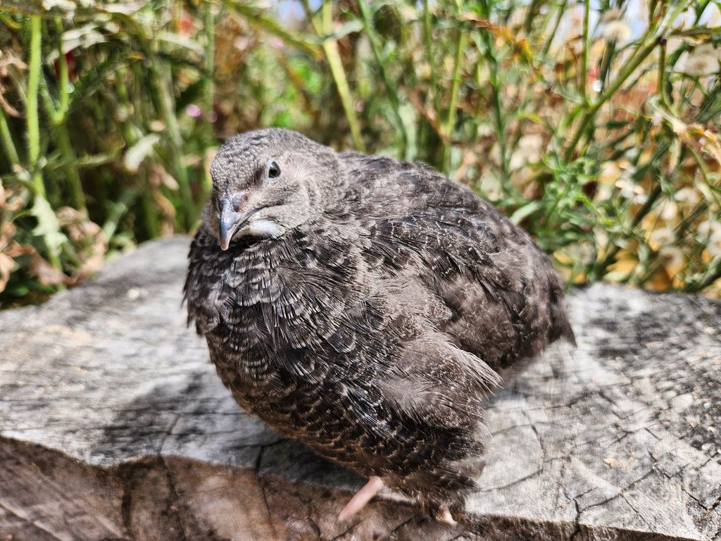 Black and Banded-Black Hatching Eggs (Dozen)