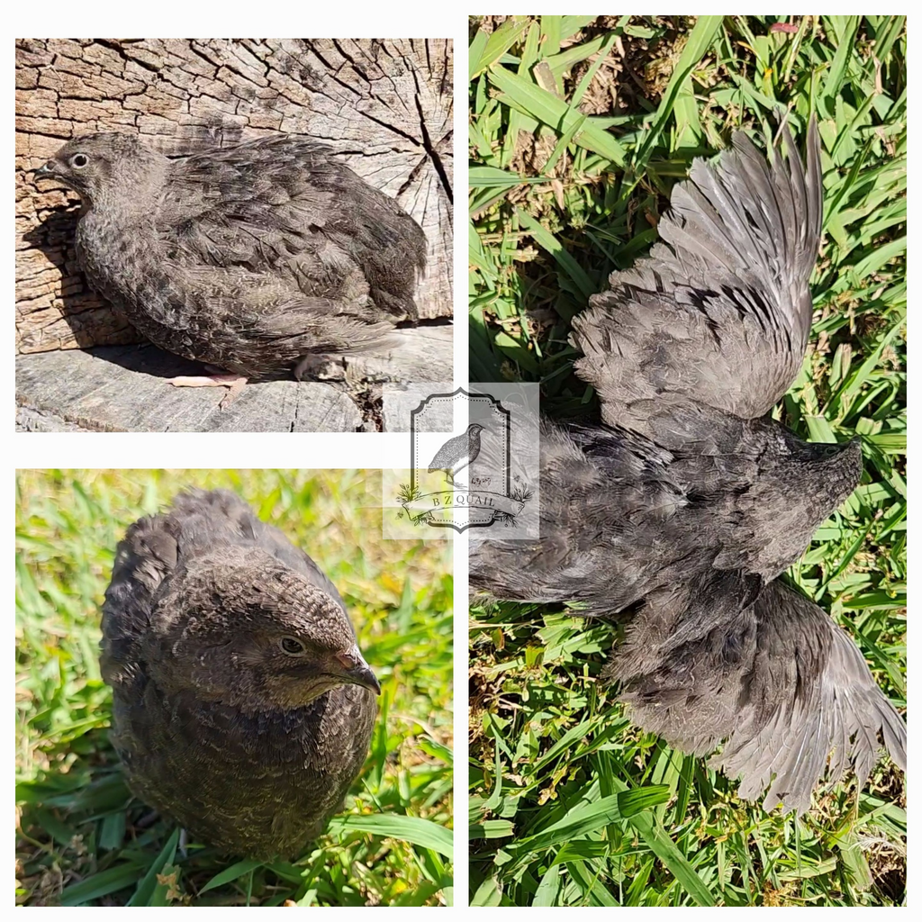Black and Banded-Black Hatching Eggs (Dozen)