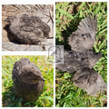 Black and Banded-Black Hatching Eggs (Dozen)