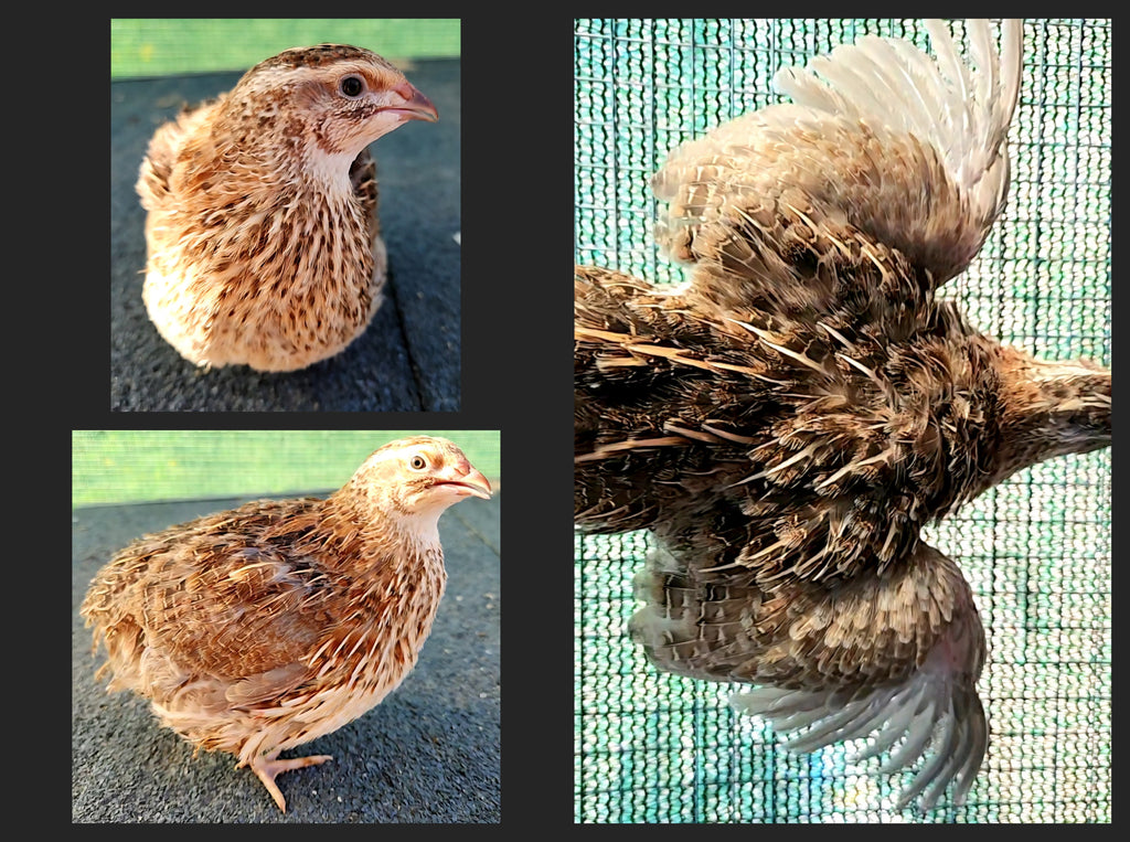 Mixed Celadon Coturnix Hatching Eggs (Dozen)