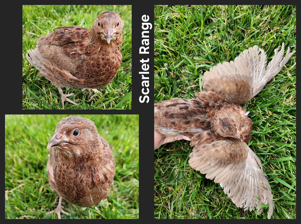 Scarlet Range Celadon Coturnix Hatching Eggs (Dozen)
