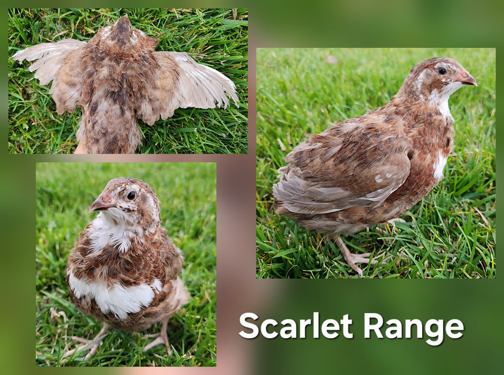 Mixed Celadon Coturnix Hatching Eggs (Dozen)