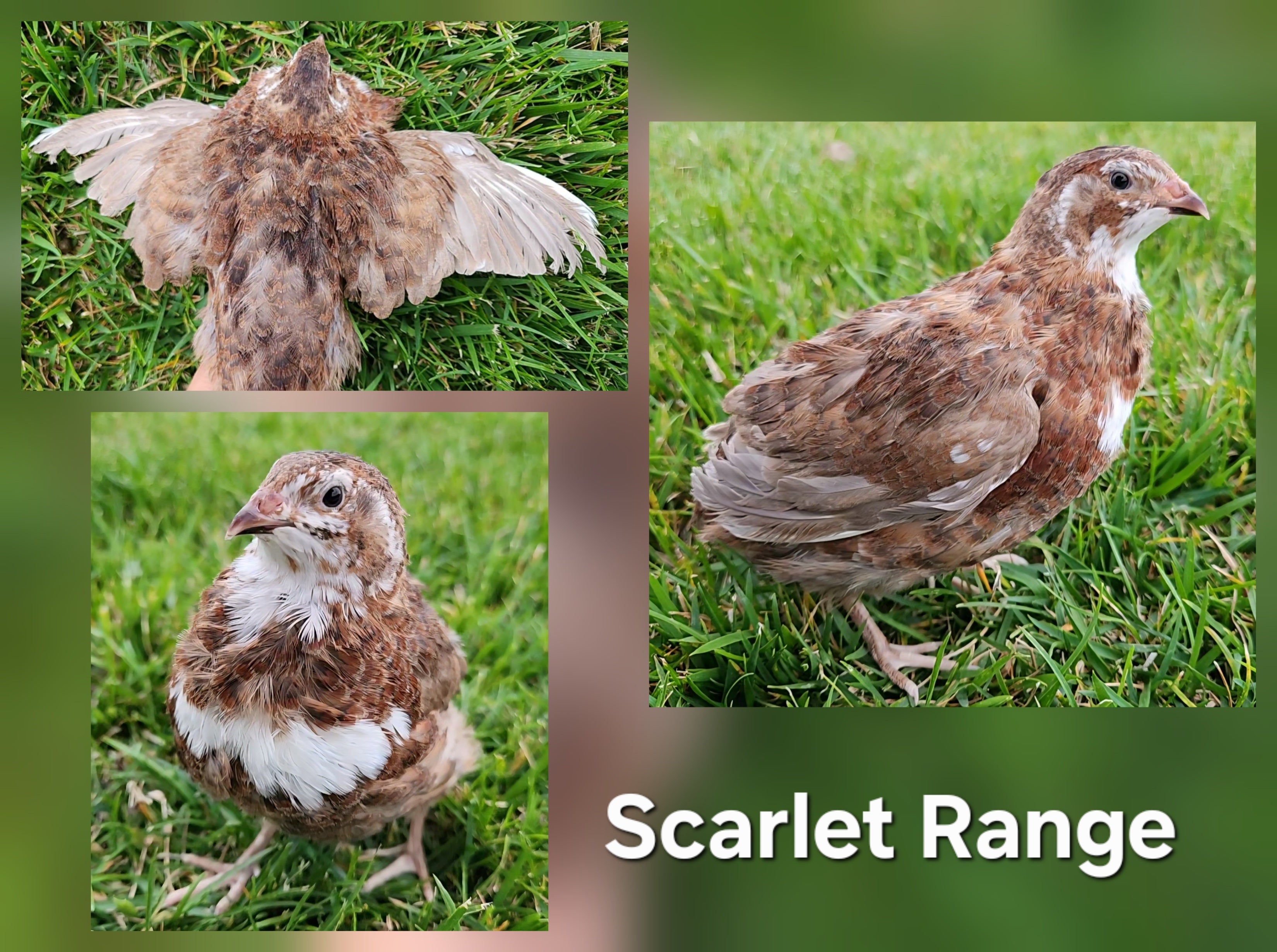 Mixed Celadon Coturnix Hatching Eggs (Dozen)