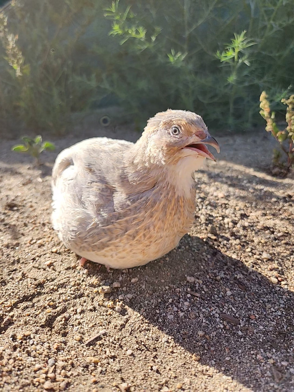 Haze Gray Collection Coturnix Hatching Eggs (Dozen)