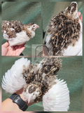 Jumbo White-Winged Pied Hatching Eggs (Dozen)
