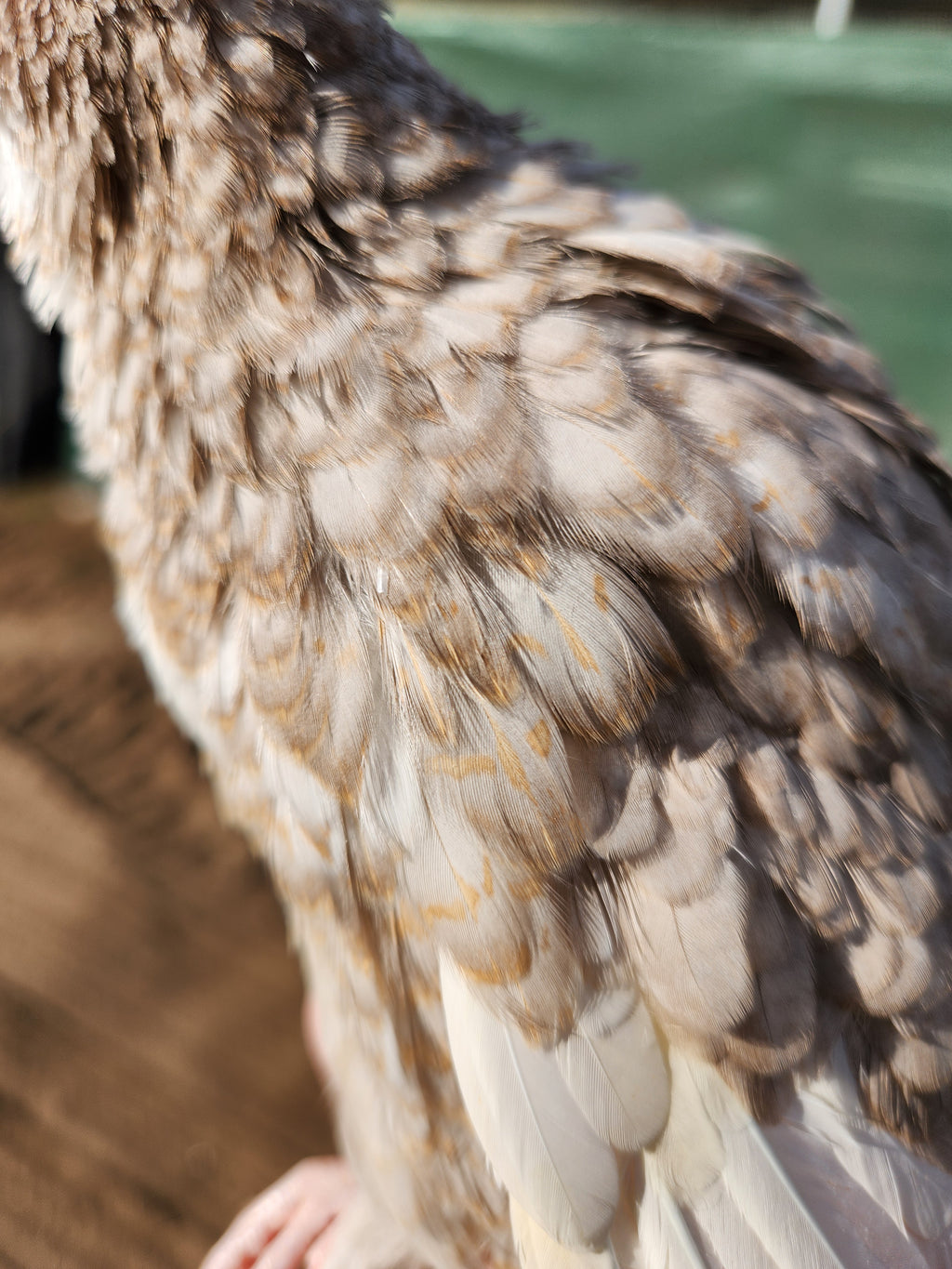 Haze Gray Collection Coturnix Hatching Eggs (Dozen)