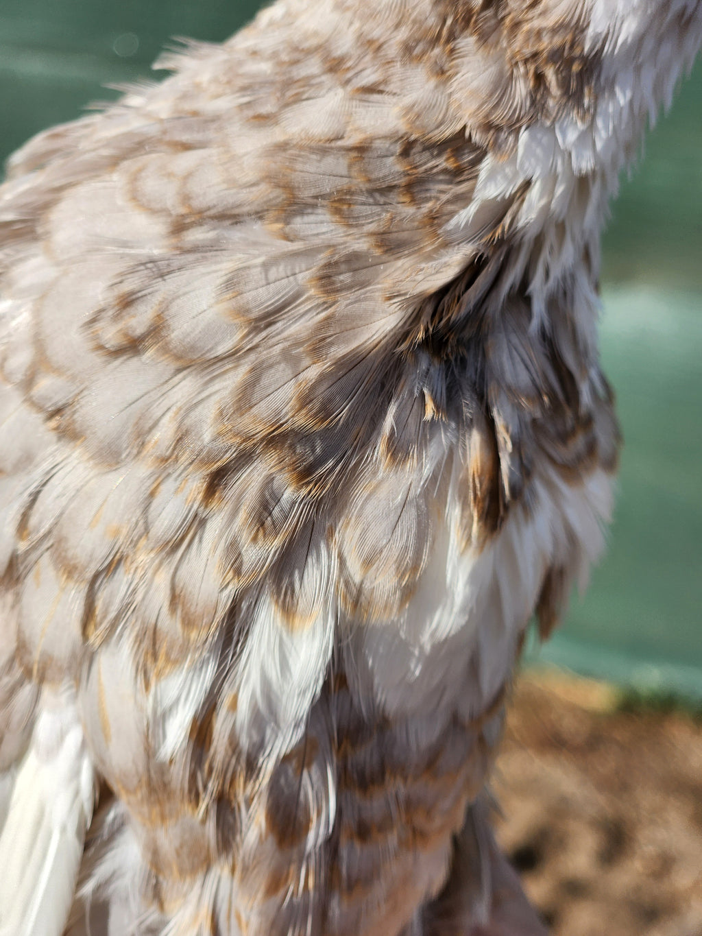 Haze Gray Collection Coturnix Hatching Eggs (Dozen)