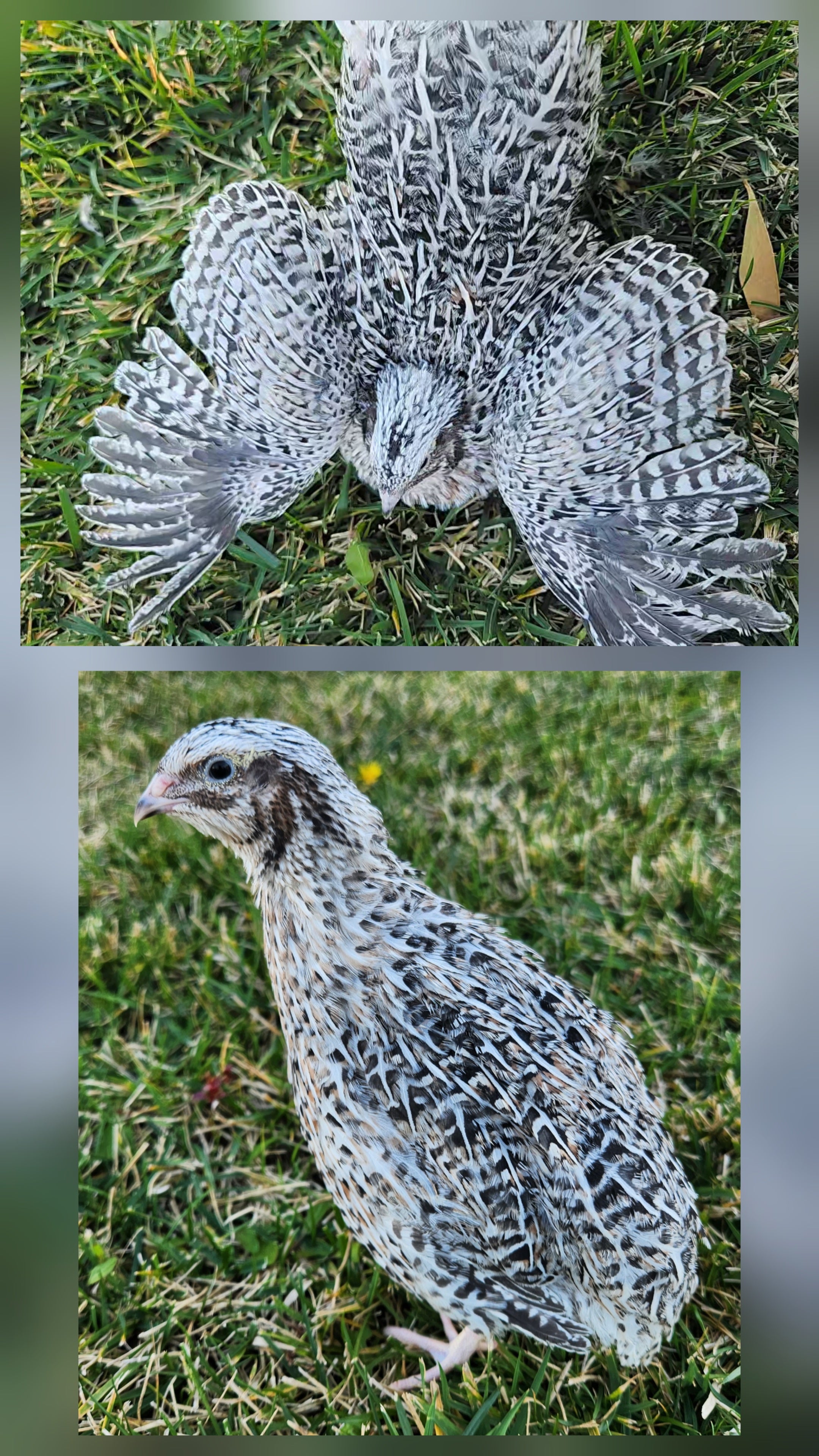 Jumbo German Sparkly Hatching Eggs (Dozen)
