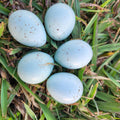 Mixed Celadon Coturnix Hatching Eggs (Dozen)