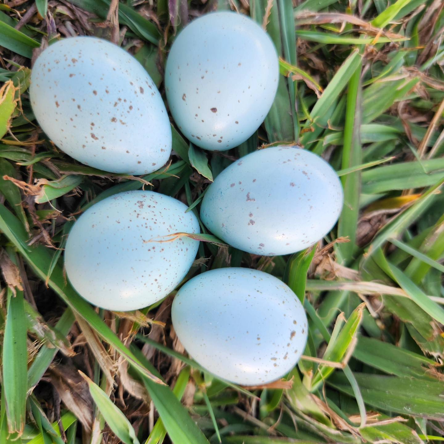Mixed Celadon Coturnix Hatching Eggs (Dozen)