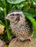 Jumbo German Sparkly Hatching Eggs (Dozen)