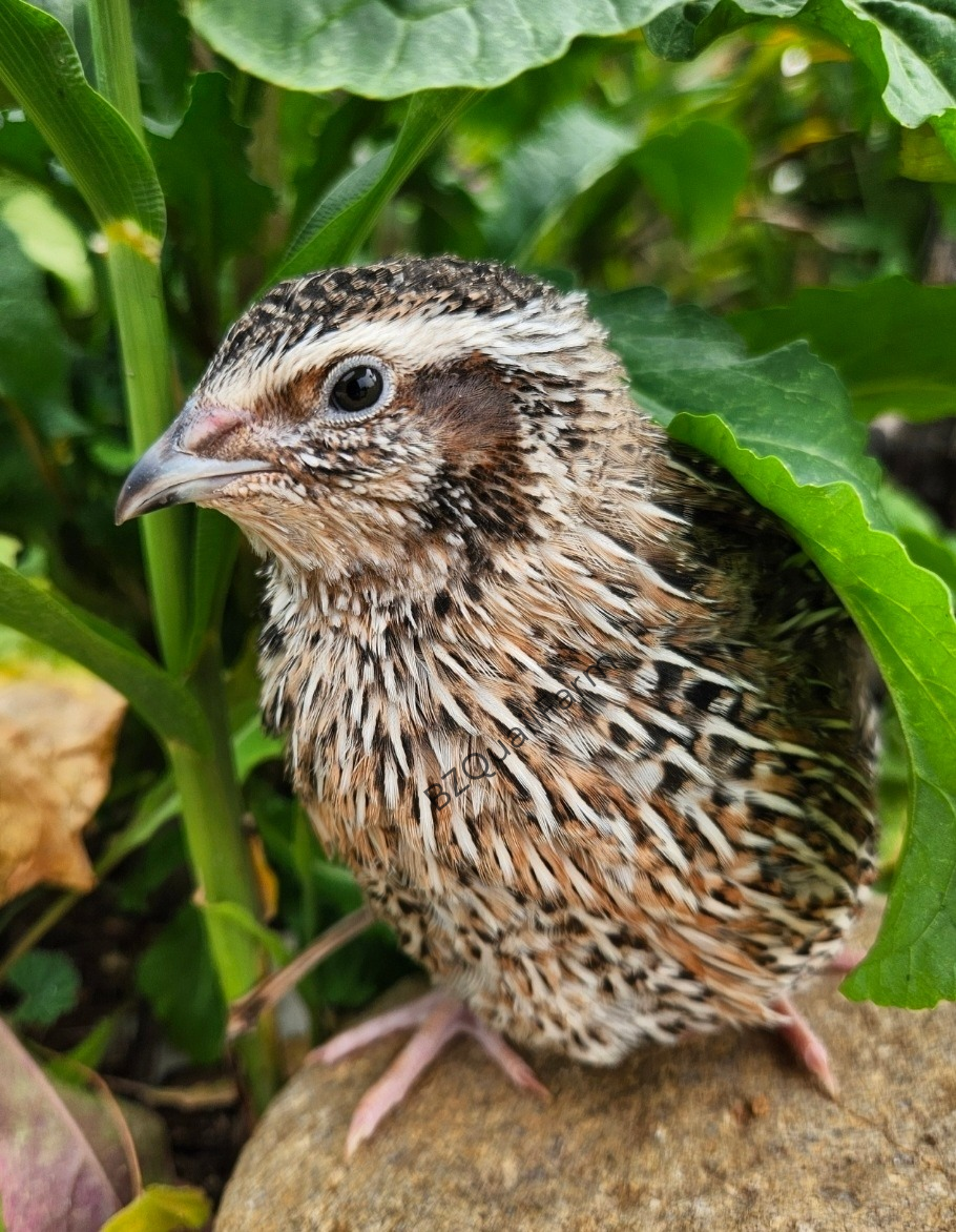Jumbo German Sparkly Hatching Eggs (Dozen)