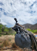 California Valley Quail Hatching Eggs (6 eggs)