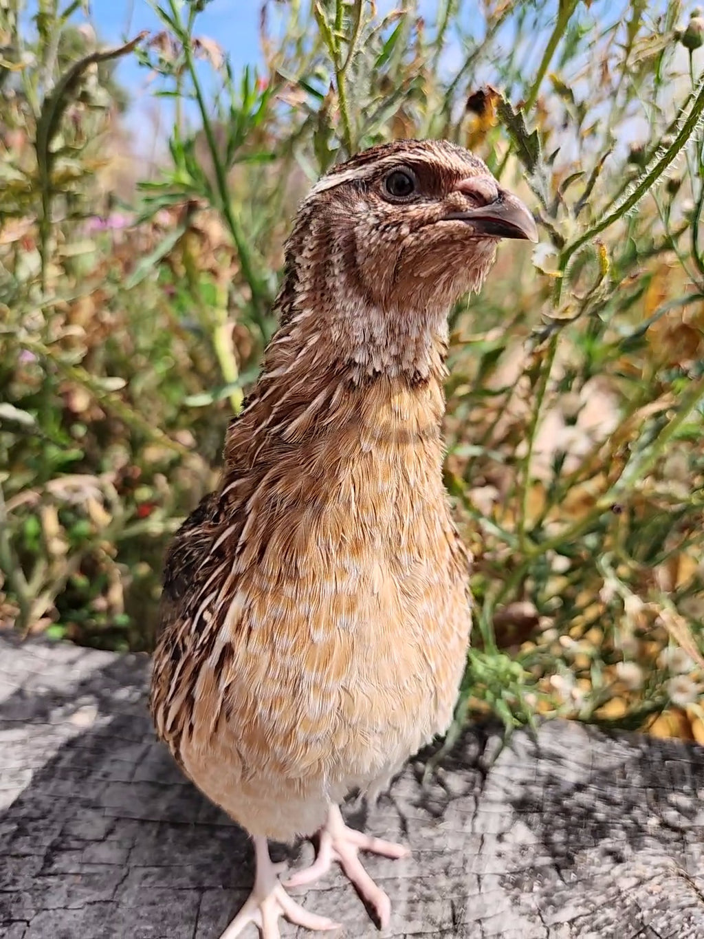 Jumbo Brown Hatching Eggs (Dozen)