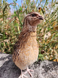 Jumbo Brown Hatching Eggs (Dozen)