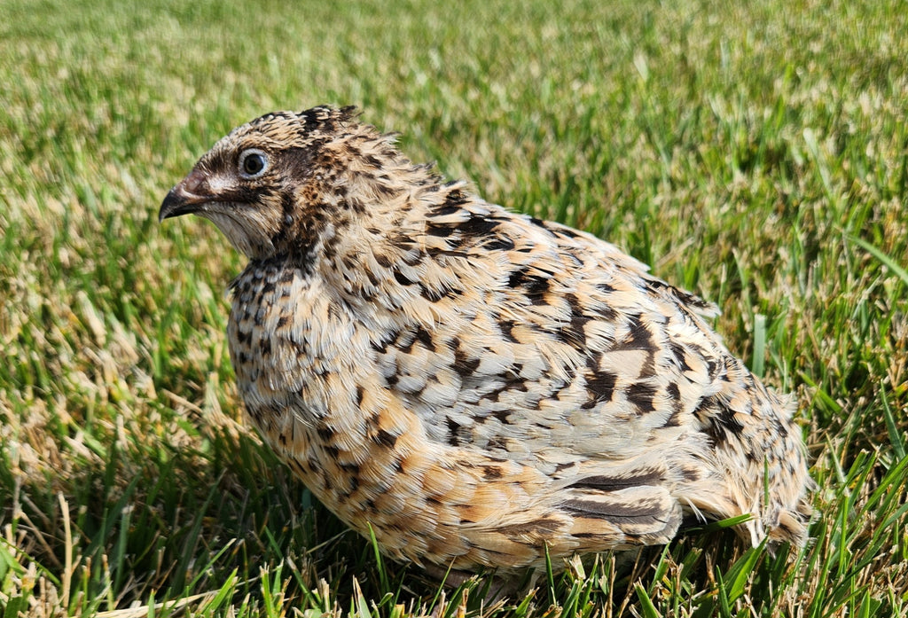Mixed Jumbo Coturnix Hatching Eggs (Dozen)