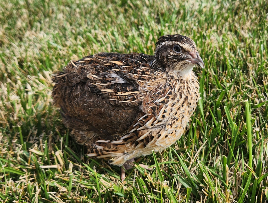Jumbo Brown Hatching Eggs (Dozen)