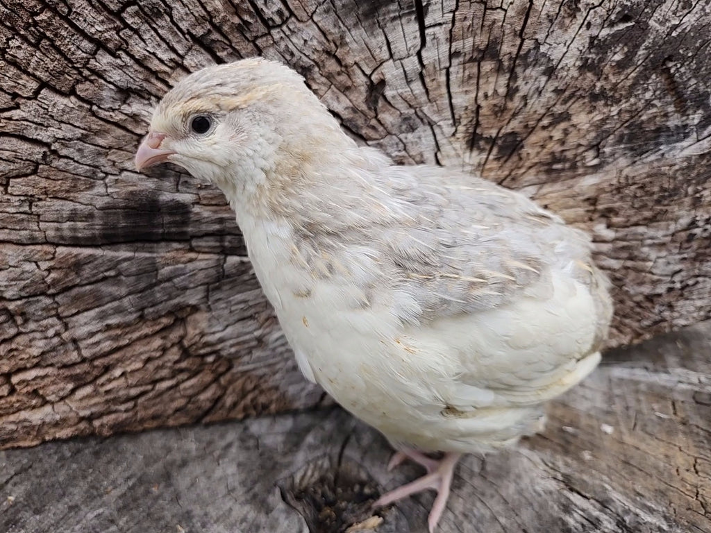 Haze Gray Collection Coturnix Hatching Eggs (Dozen)
