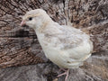 Haze Gray Collection Coturnix Hatching Eggs (Dozen)