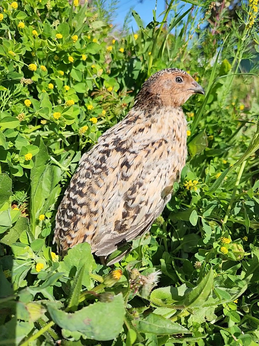 Jumbo German Pansy Hatching Eggs (Dozen)