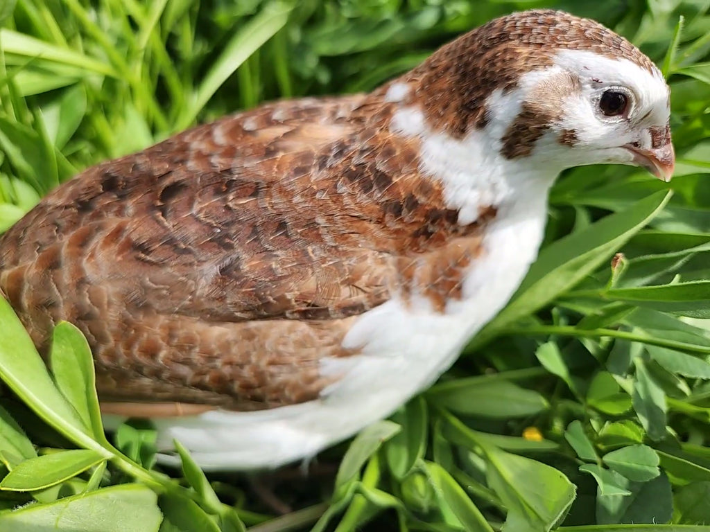 Scarlet Range Celadon Coturnix Hatching Eggs (Dozen)