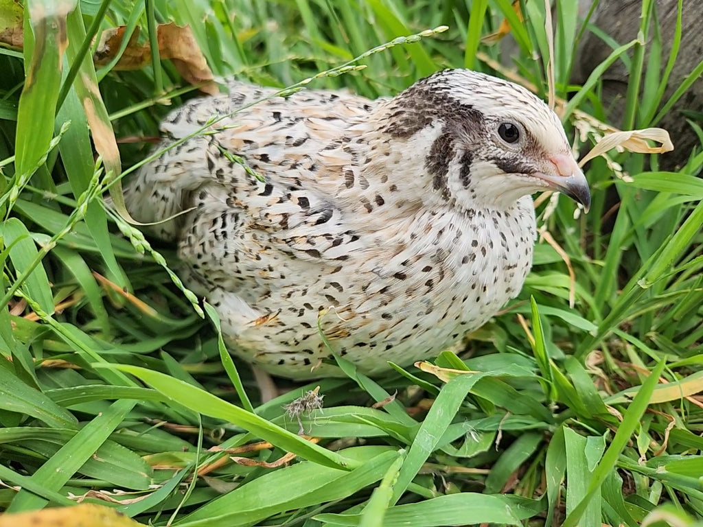 Jumbo German Sparkly Hatching Eggs (Dozen)