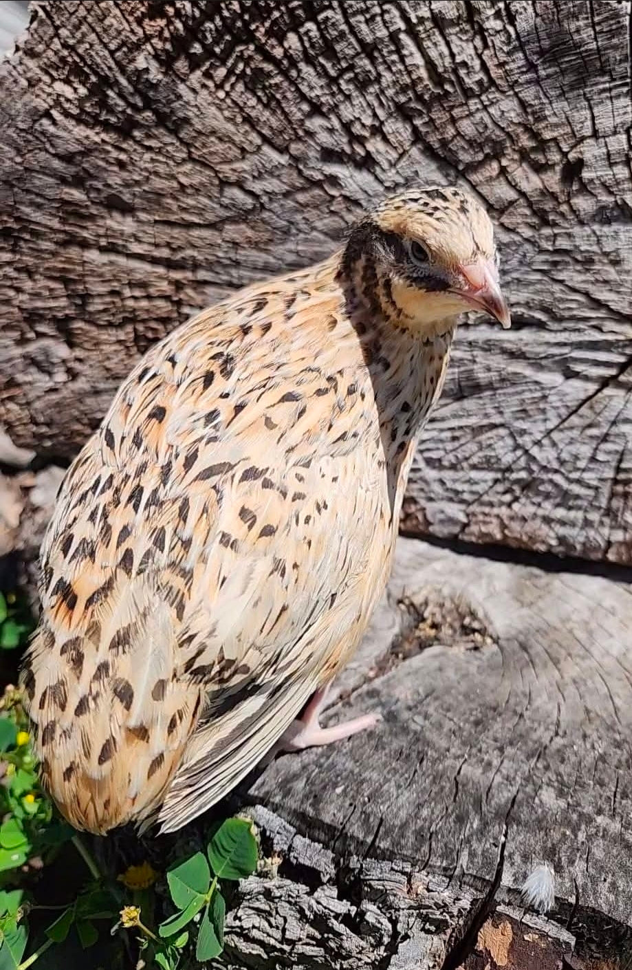 Italian and Manchurian Hatching Eggs