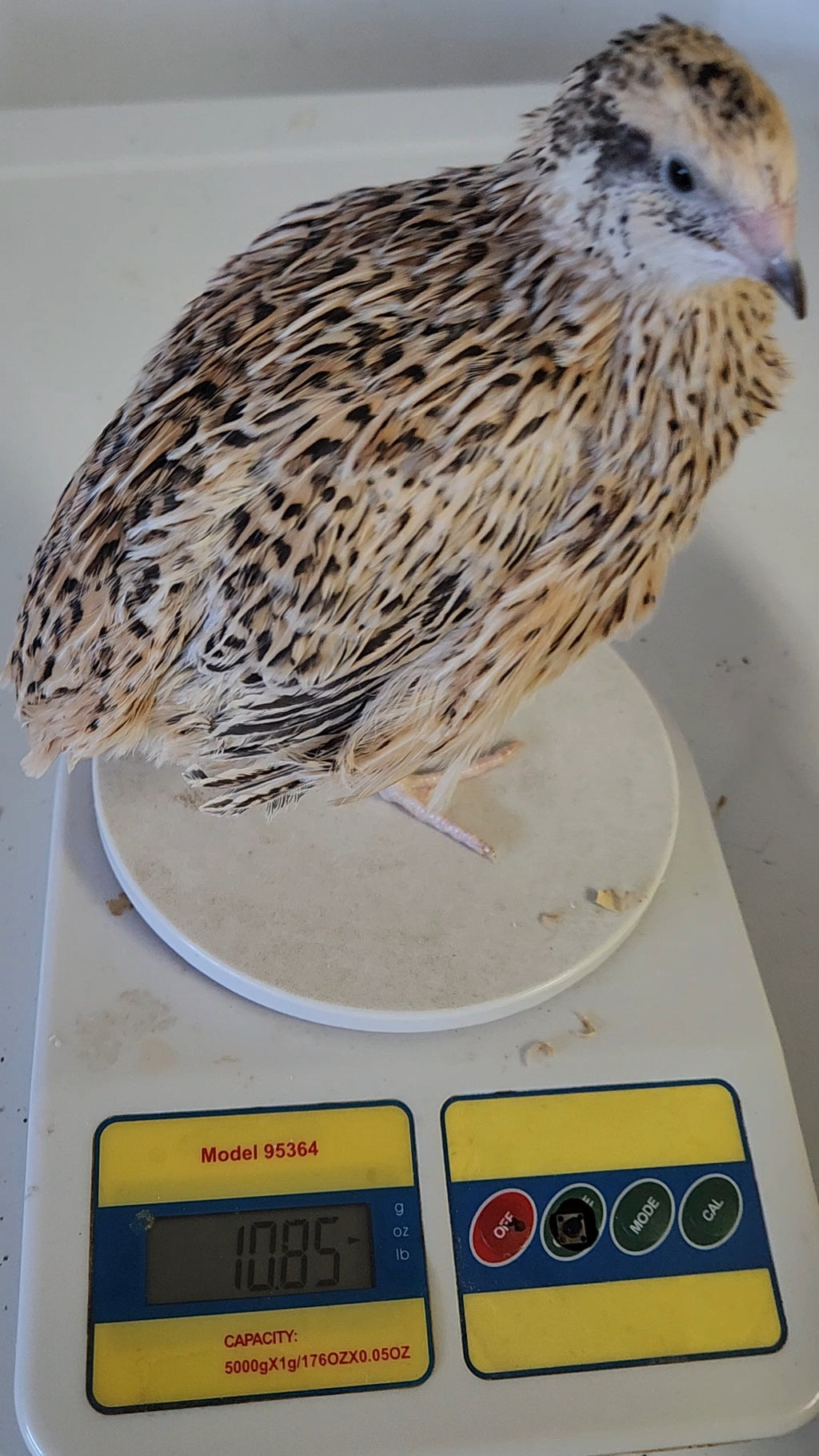 Italian and Manchurian Hatching Eggs