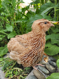 Jumbo Ginger Hatching Eggs (Dozen)