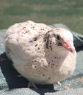 Jumbo Pearl Fee Hatching Eggs (Dozen)