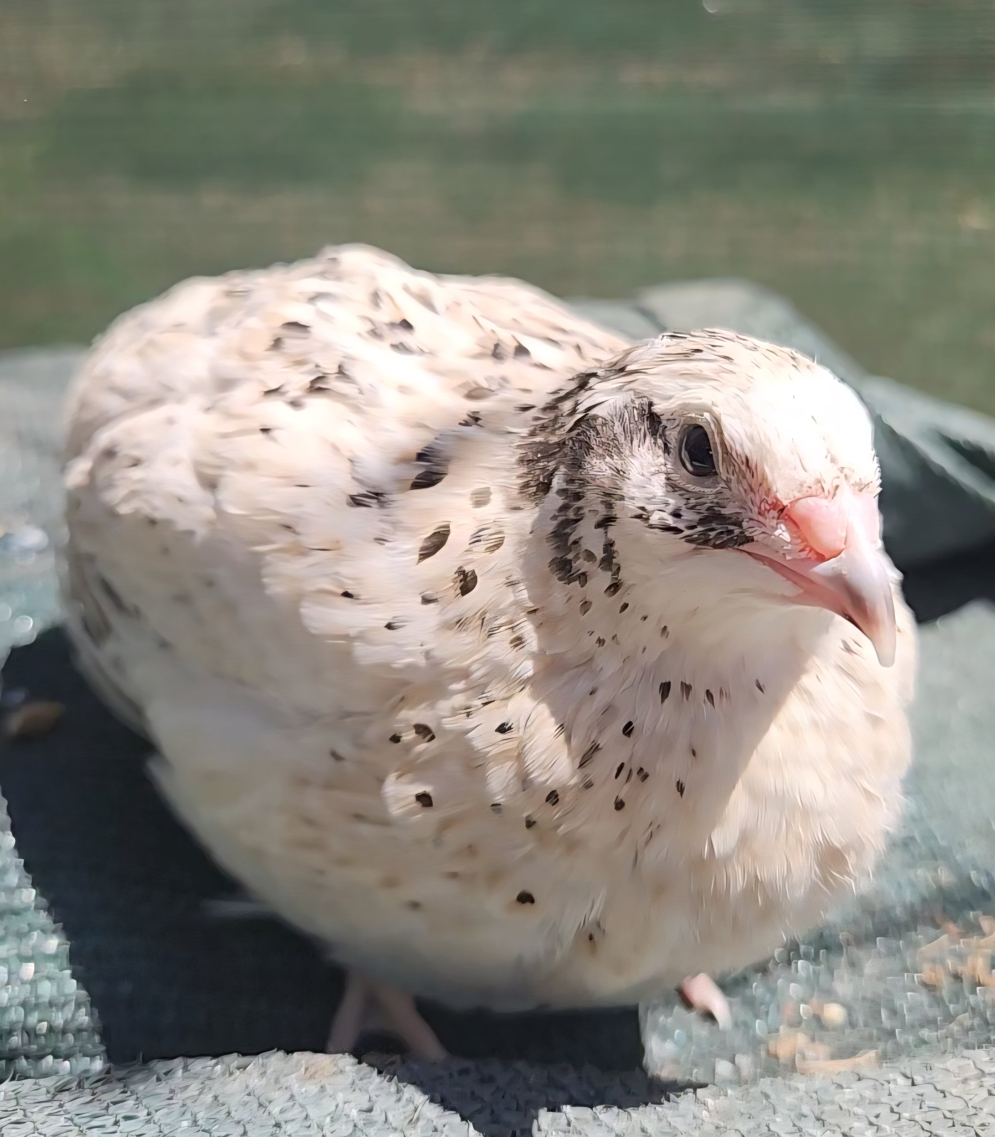 Jumbo Pearl Fee Hatching Eggs (Dozen)