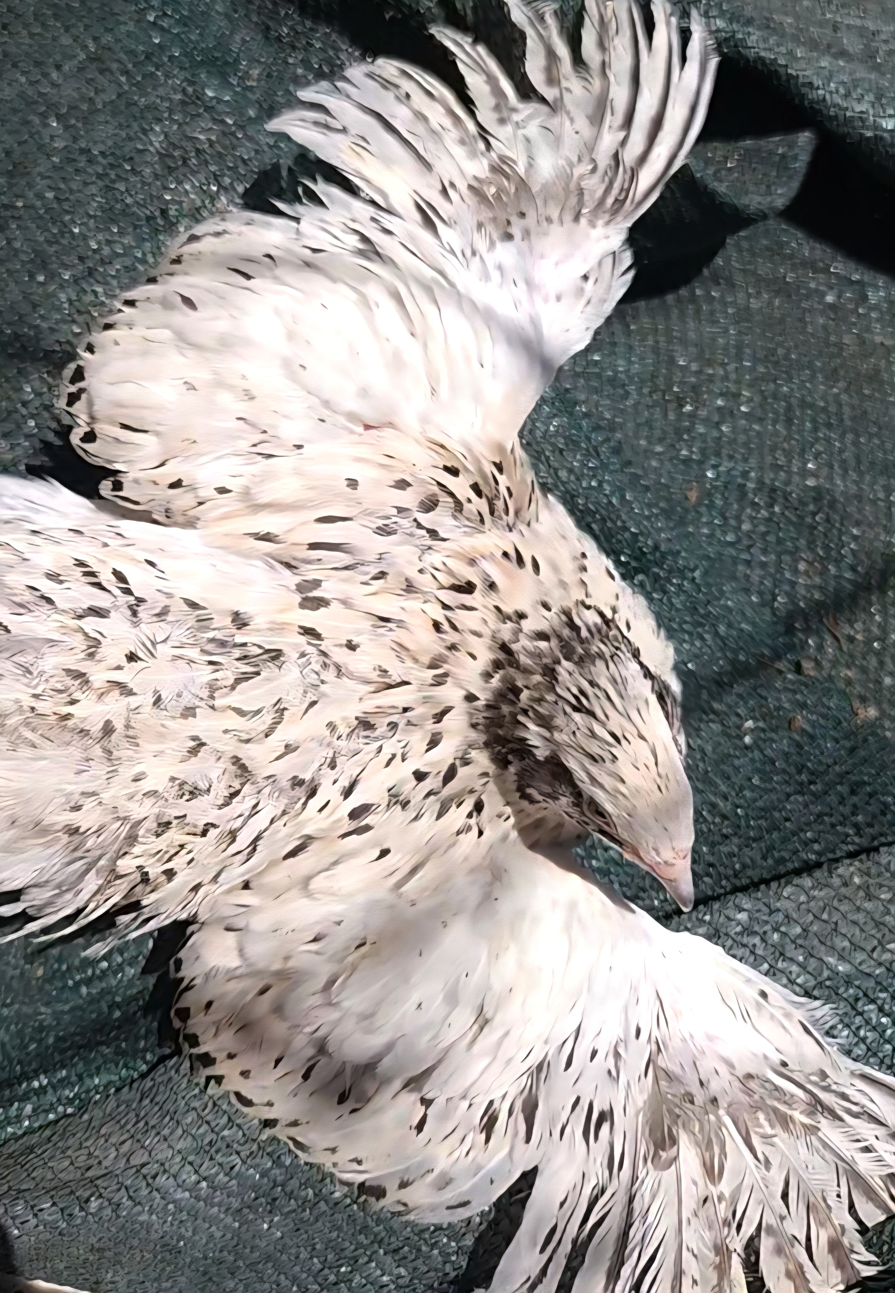 Jumbo Pearl Fee Hatching Eggs (Dozen)