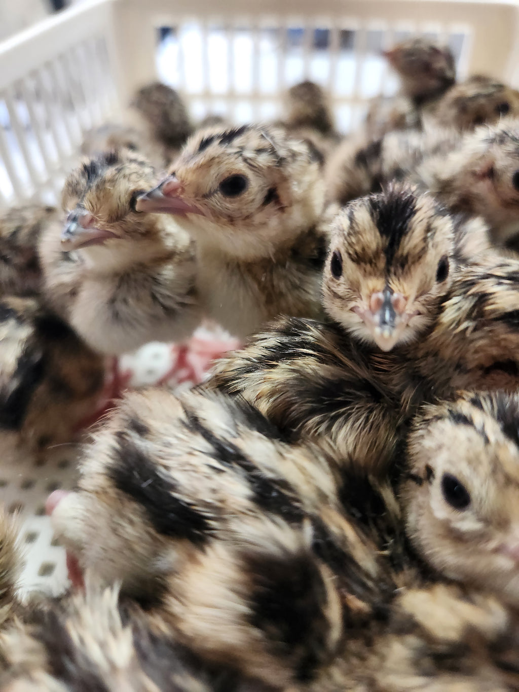 Ring-Necked Pheasant Eggs