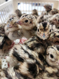 Ring-Necked Pheasant Eggs
