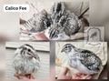 Calico Fee Hatching Eggs (Dozen)