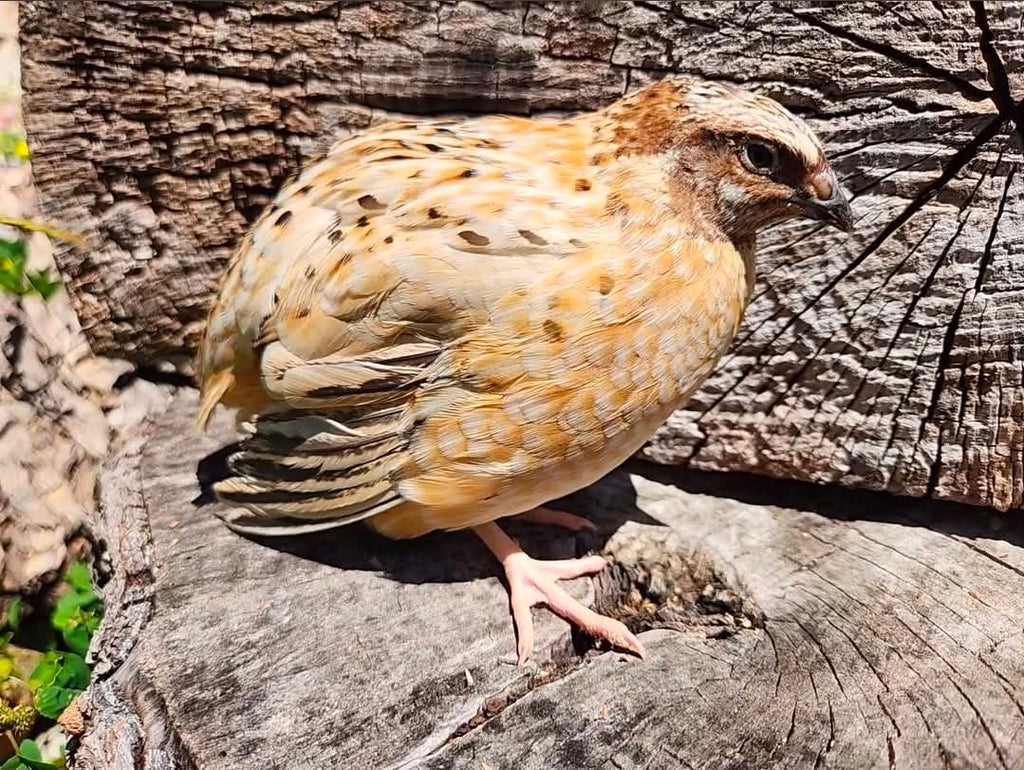 Italian and Manchurian Hatching Eggs