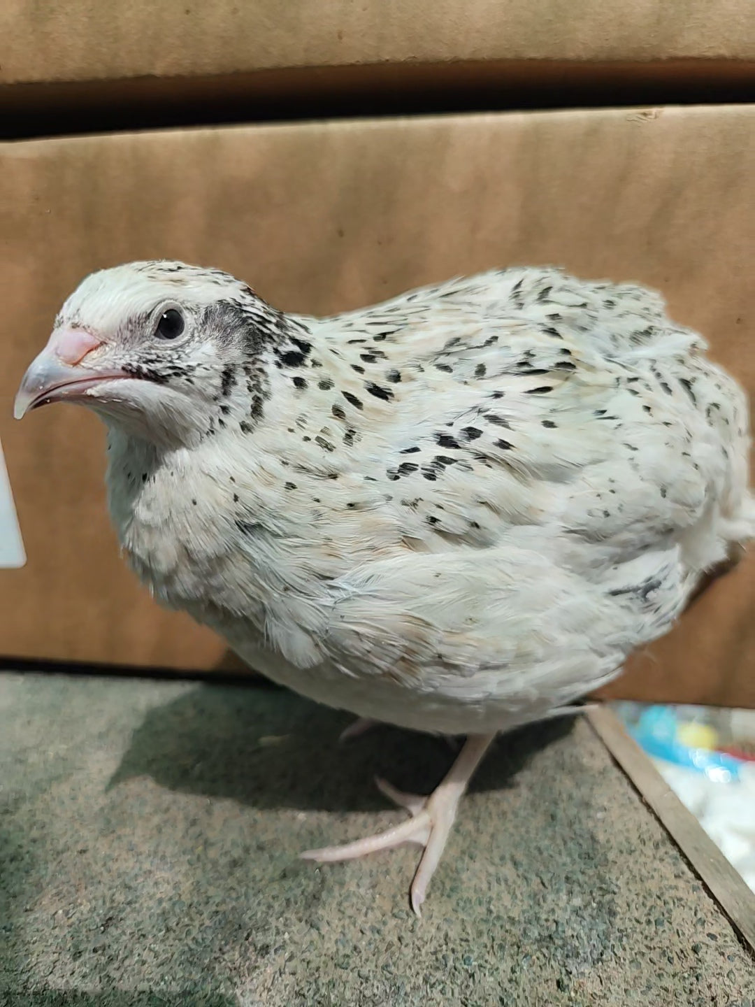 Jumbo Pearl Fee Hatching Eggs (Dozen)