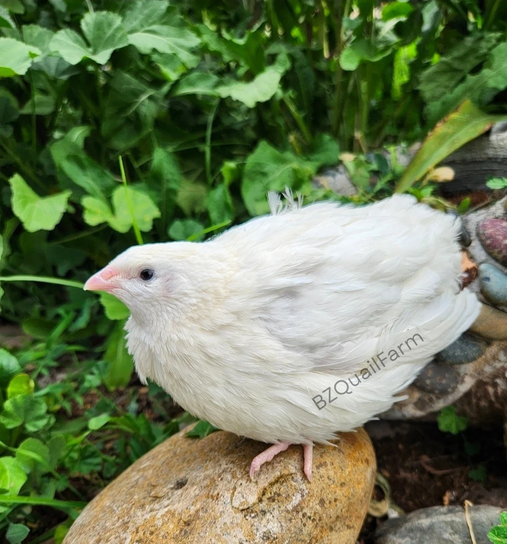 Mixed Celadon Coturnix Hatching Eggs (Dozen)