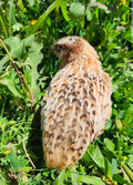Italian and Manchurian Hatching Eggs