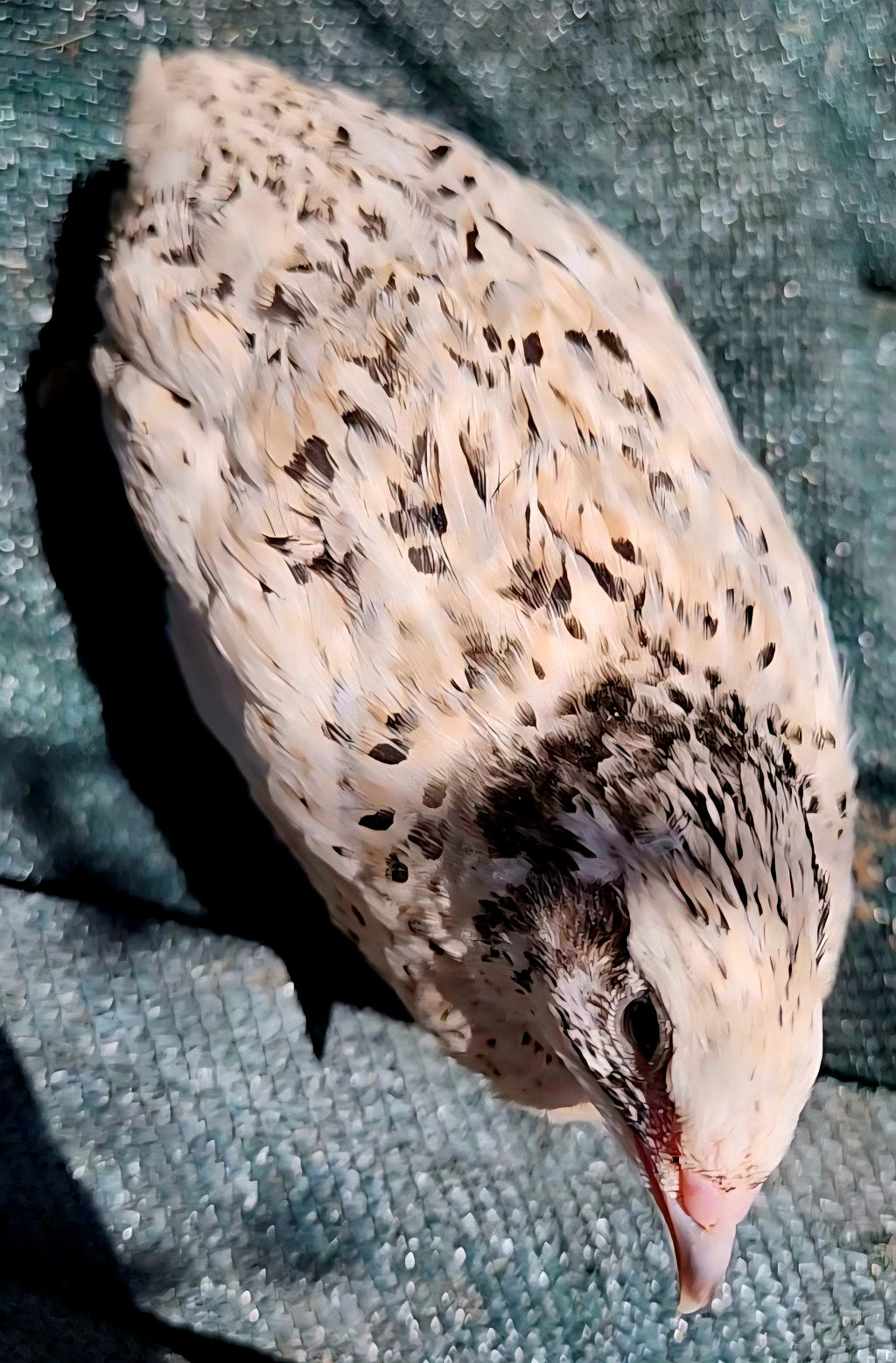 Jumbo Pearl Fee Hatching Eggs (Dozen)