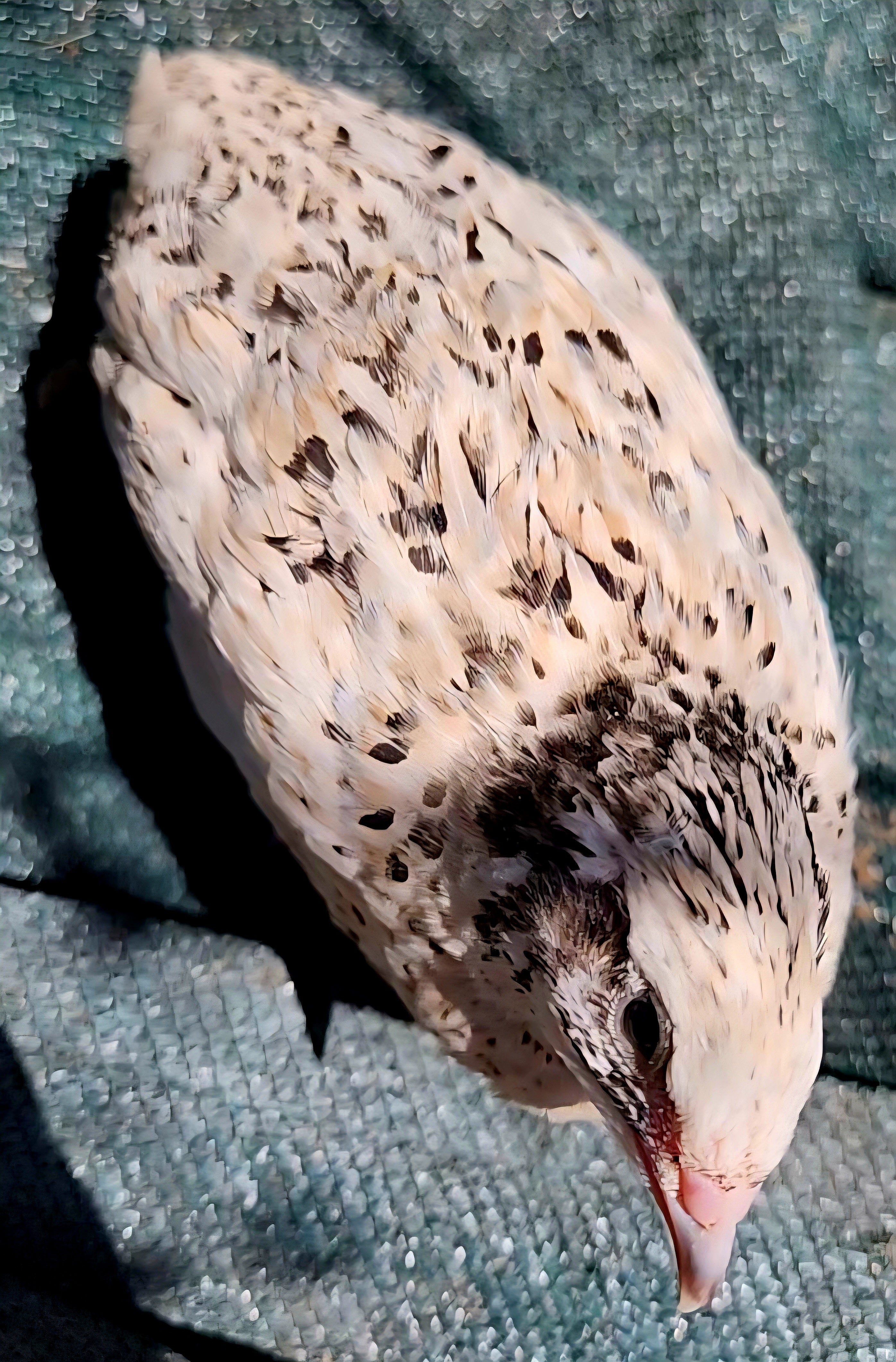 Jumbo Pearl Fee Hatching Eggs (Dozen)