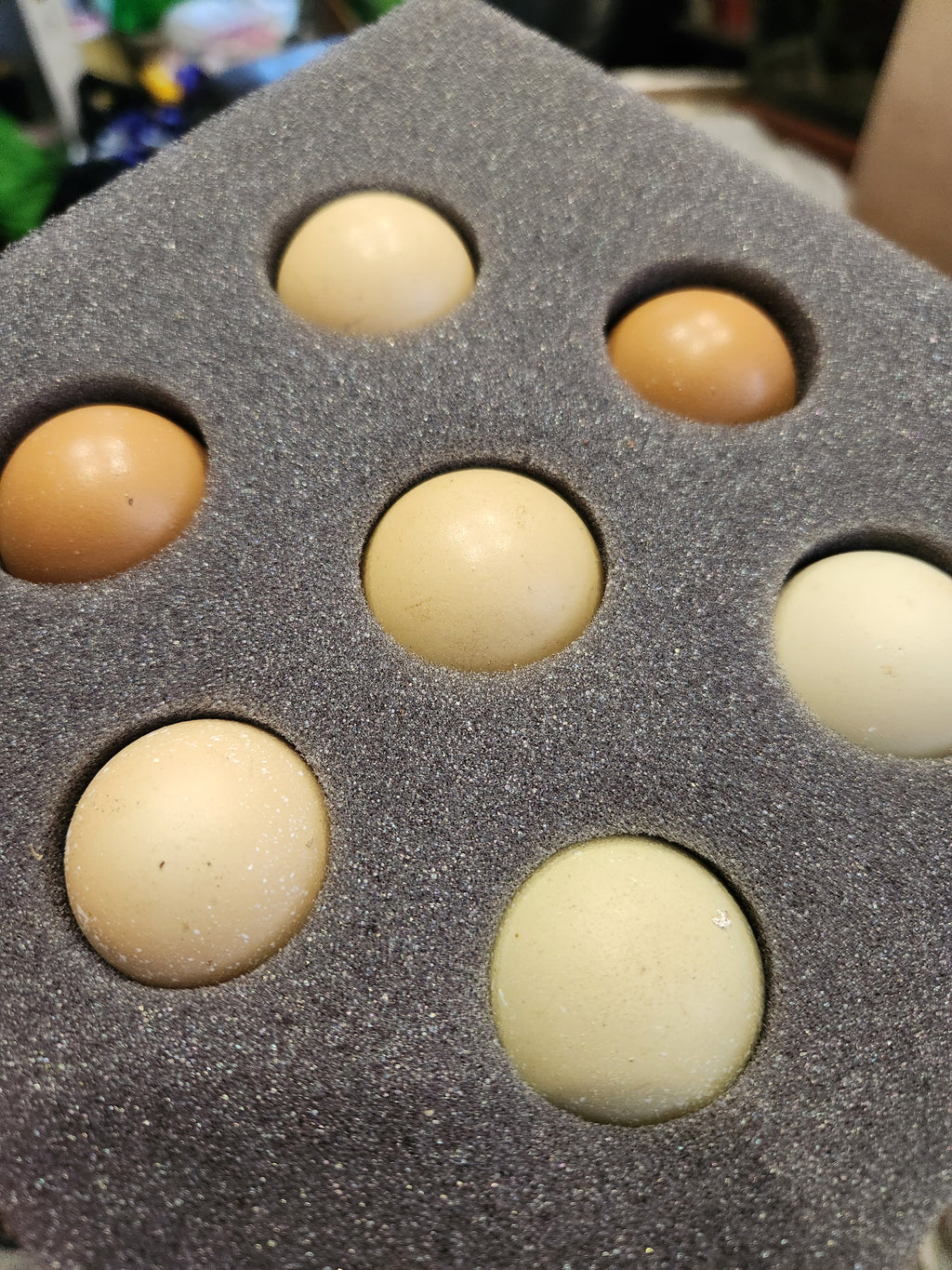 Ring-Necked Pheasant Eggs